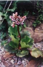 Krempna Bergenia